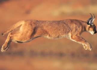 TOP 10 lucruri pe care sigur nu le ştiai despre animale