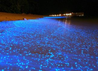 Marea de stele din Maldive, un loc mirific! Insula considerată una dintre cele mai fascinante destinaţii din lume datorită jocului natural de lumini!