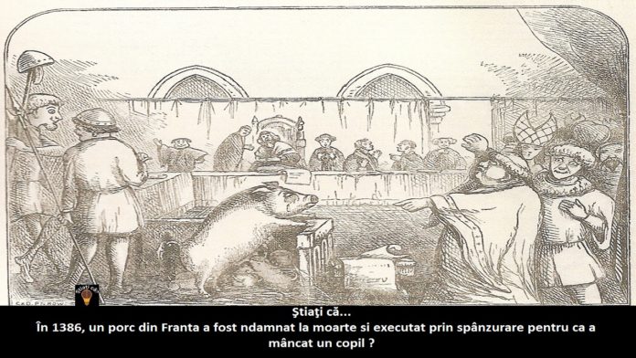 pig-on-trial