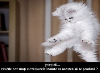 15 lucruri foarte interesante pe care nu le ştiai despre PISICI