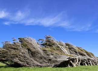 Arborii din Slope Point. Neobișnuiții copaci care cresc la „capătul pământului”