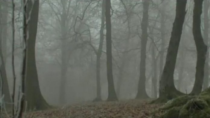 s604x0_padurea-baciu-si-turismul-paranormal-ozn-uri-ingeri-si-broastele-rosii-de-langa-cluj-783