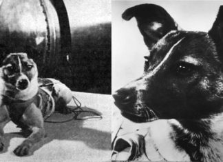 Cățelușa Laika, prima ființă care a zburat în spațiu, a murit în chinuri îngrozitoare