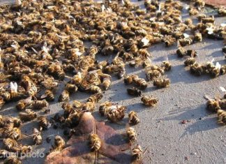 Țara în care peste 500 de milioane de albine au murit în doar de 3 luni