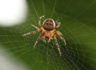 De ce e bine să lași păianjenii din casa ta în pace