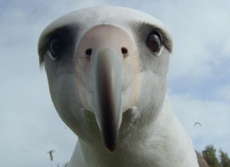Albatroşii – suveranii cerului şi ai valurilor