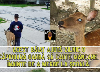 Povestea impresionantă a unui băiat de 10 ani care înainte de a merge la şcoală, ajută zilnic o căprioară oarbă să căute mâncare.