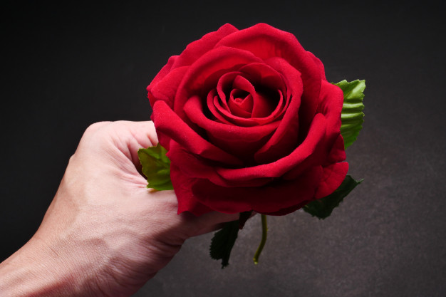 close-up-male-hand-holding-red-rose-black-background_35378-1893