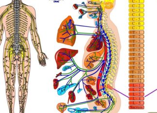 Legatura dintre coloana vertebrală și organele interne. Cauza durerilor și afecțiunilor!