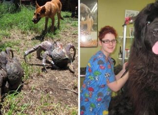 20+ de Animale a căror DIMENSIUNE pare a fi din altă lume