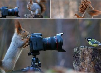 Un fotograf a surprins cea mai drăguță sesiune de foto cu veverițe