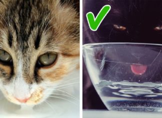 10 alimente pe care nu ar trebui să le oferi pisicii tale, chiar dacă le cere foarte insistent