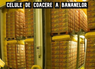 7 curiozități interesante despre banane