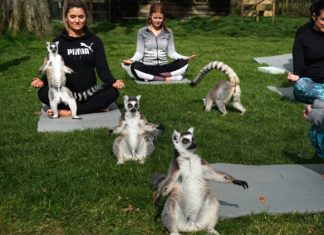 Locul unde puteți face yoga în aer liber cu lemurii
