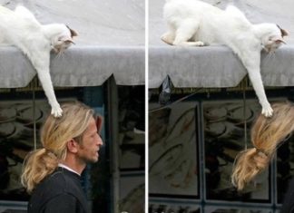 15 de fotografii care demonstrează că cei care au pisică nu se plictisesc niciodată