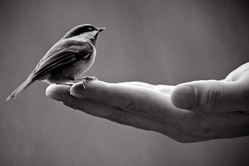 birdhand