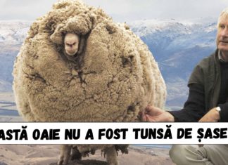 16 Fotografii uimitoare, foarte rare care te vor lăsa fără cuvinte și pe care probabil nu le-ai mai văzut niciodată în viața ta