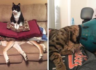 26 de pisici care din ființe adorabile s-au transformat în mici monstruleți