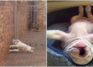 35 de fotografii unde câinii au reușit să adoarmă în cele mai ciudate poziții