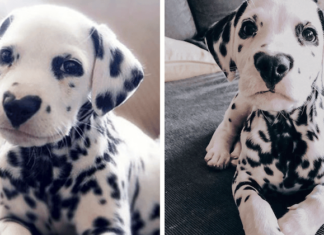Acesta este Wiley, pe care toată lumea îl adoră! Un Dalmatian cu o inimă pe nas