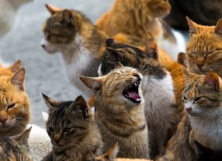 Bine ați venit pe Insula Pisicilor, locul unde populația de feline este de 40 de ori mai mare decât a oamenilor.