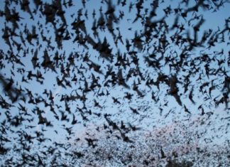 Fenomen Straniu: O „Tornadă de lilieci” a invadat Queensland, Australia