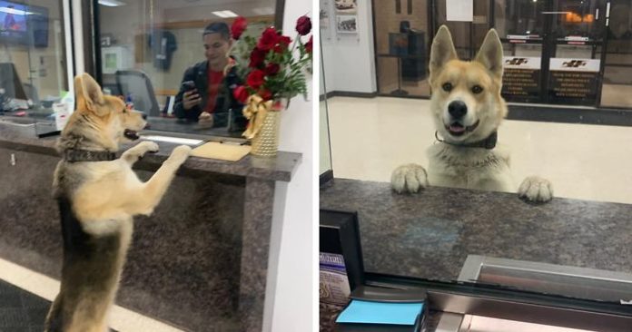 dog