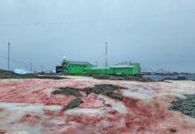 Zăpadă Sângerie în Antarctica: Ce a determinat-o să aibă această culoare
