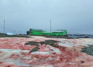 Zăpadă Sângerie în Antarctica: Ce a determinat-o să aibă această culoare