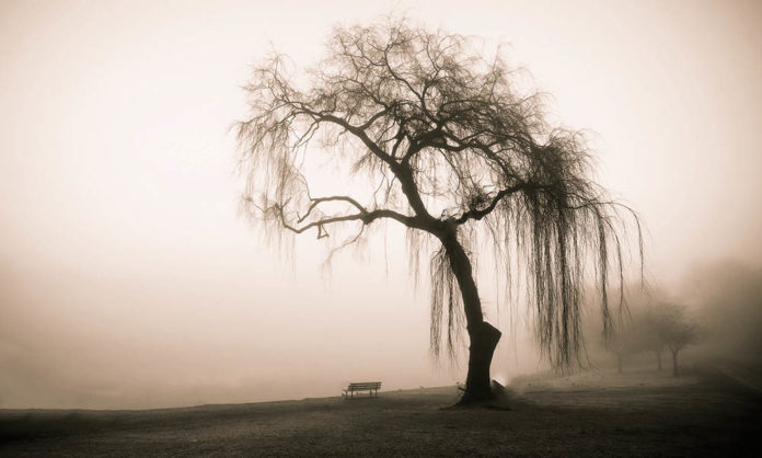 trees-die-of-old-age