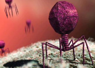 Care este diferența dintre o bacterie și un virus?