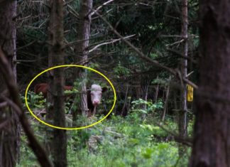 Această vacă a evadat de la abator și a trăit printre cerbi, în pădure, un an întreg!