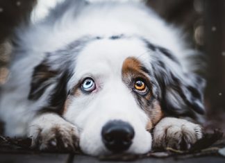 Dacă ai un câine, citește asta, o să-ți placă!