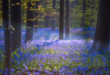 Pădurea Magică din Belgia în care primăvara așterne un covor de Flori Albastre