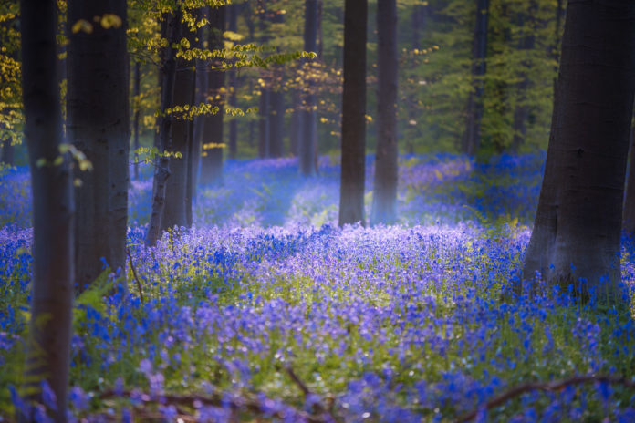 Hallerbos Belgium