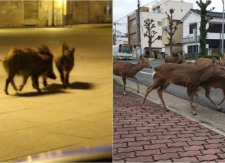 În Timp Ce Oamenii Sunt Izolați, Animalele Vizitează Orașele
