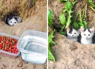20 de fotografii care ne dezvăluie cât de mult apreciază animalele sprijinul nostru