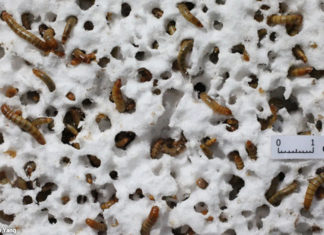 Oamenii de știință au descoperit o specie de viermi care ar putea salva planeta. Aceștia consumă plastic.