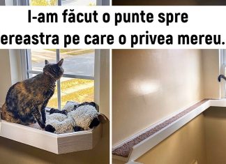 20 de animale care și-au găsit „perechea umană”