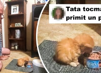 20 de animale care fac inima bărbaților să se topească precum gheața într-o zi călduroasă de vară