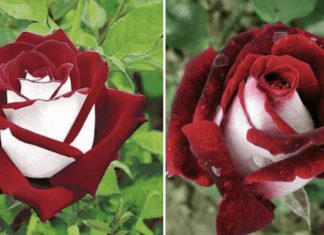 Foarte Rar Întâlniți, acești Trandafiri Romantici cresc atât cu petalele roșii cât și albe