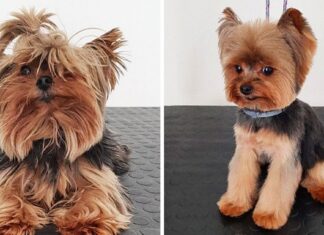 19 câini a căror vizită la frizer i-a transformat în animale de companie cu totul diferite