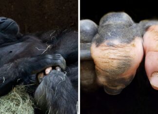 20 de animale cu o caracteristică unică care sunt uimitoare în imperfecțiunea lor