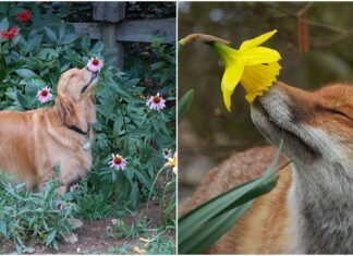 Aceste Animale care adulmecă Mirosul Florilor îți vor face ziua mai frumoasă