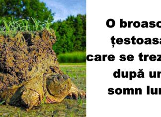 21 de fotografii pe care trebuie să le vezi pentru a înțelege mai bine lumea: