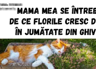 17 pisici care cred că sunt regii și reginele universului iar noi nici nu îndrăznim să protestăm