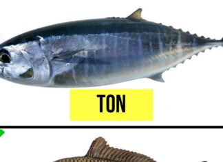 9 Tipuri de pește pe care nu ar trebui să le consumi