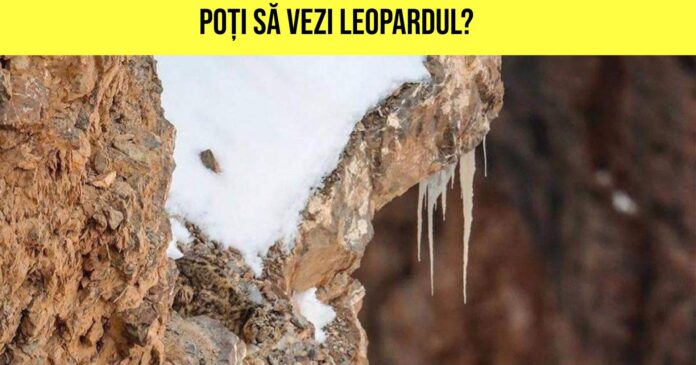 leop