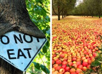 20 de fotografii care demonstrează că naturii nu-i pasă de ceea ce vor oamenii