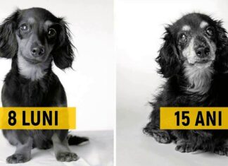 Cum îmbătrânesc câinii: un proiect de fotografie fascinant și profund emoționant